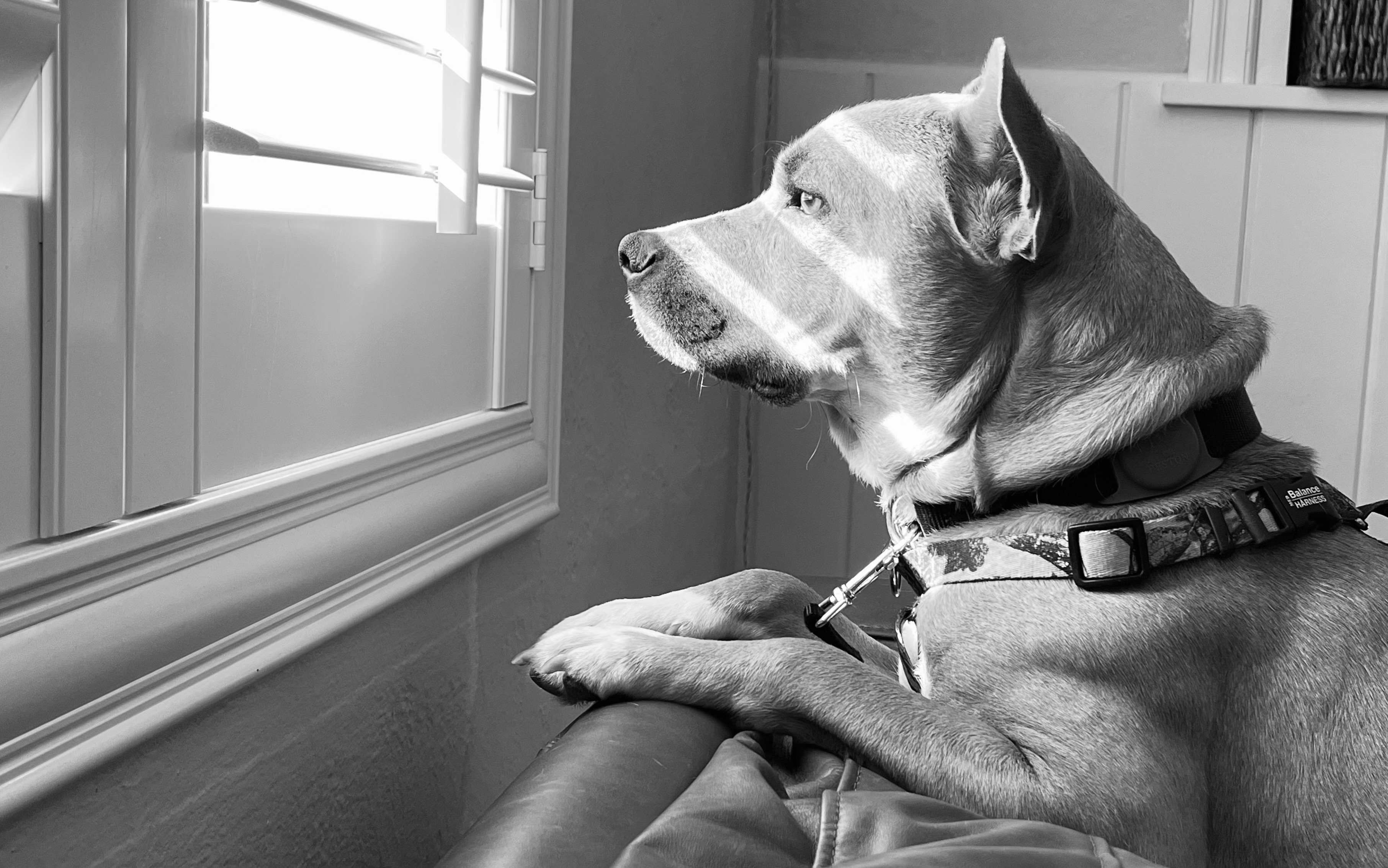 sweet dog
